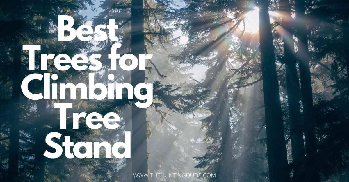 Best Trees for Climbing Tree Stand