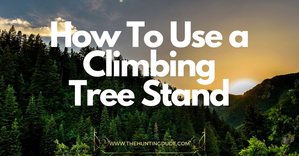 How To Use a Climbing Tree Stand