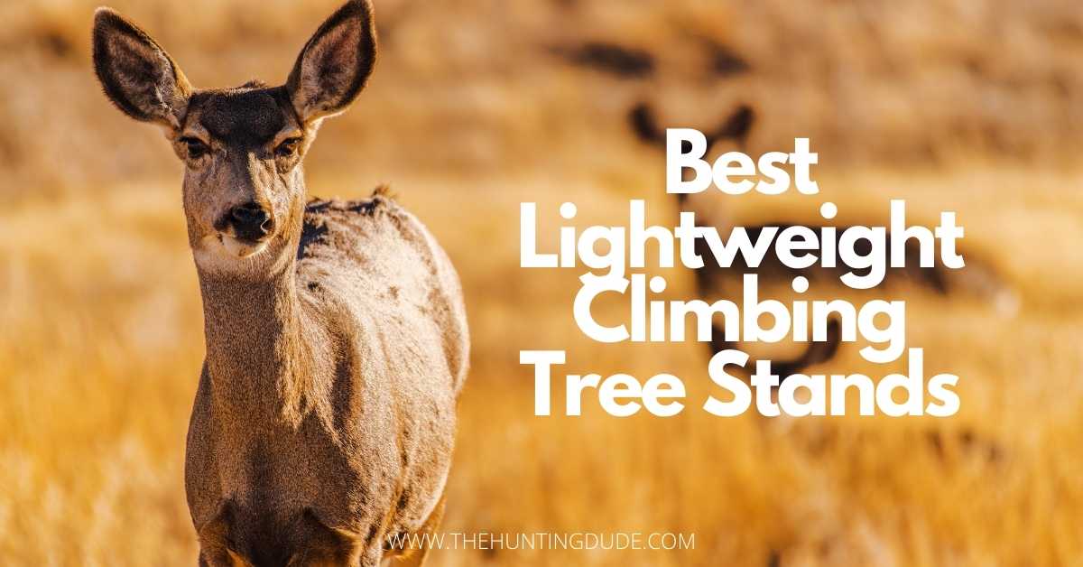 Best Lightweight Climbing Tree Stands