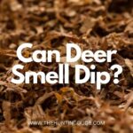Can Deer Smell Dip