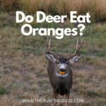 Do Deer Eat Oranges