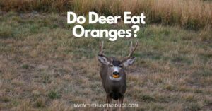 Do Deer Eat Oranges
