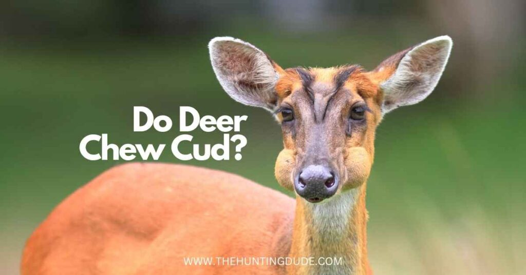 Do Deer Chew Cud 1024x536 