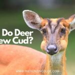 Do-Deer-Chew-Cud
