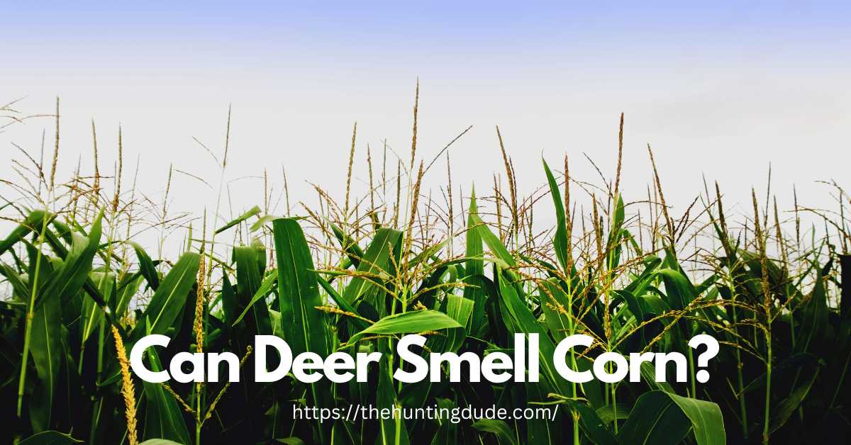 Can-Deer-Smell-Corn