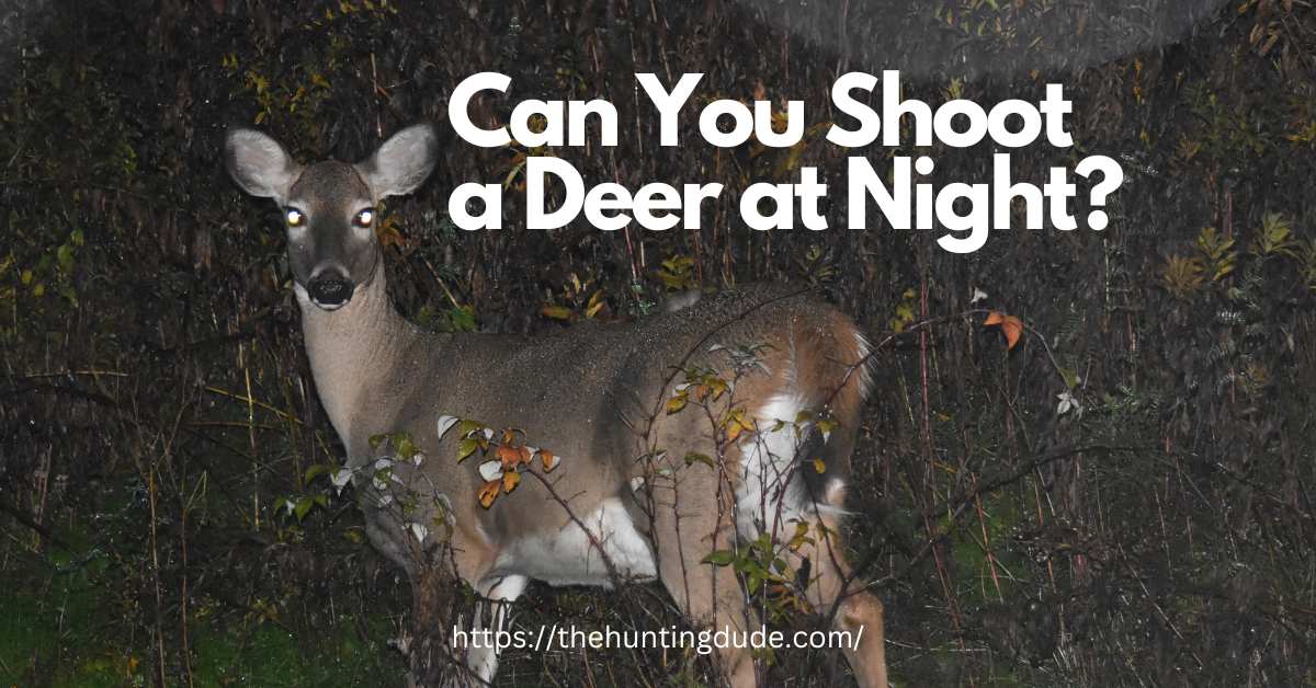 Can-You-Shoot-a-Deer-at-Night