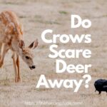 Do-Crows-Scare-Deer-Away