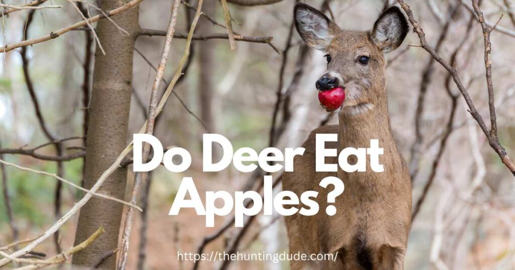 Do Deer Eat Apples? Types of Apples Deer Like THE HUNTING DUDE