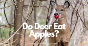 Do-Deer-Eat-Apples