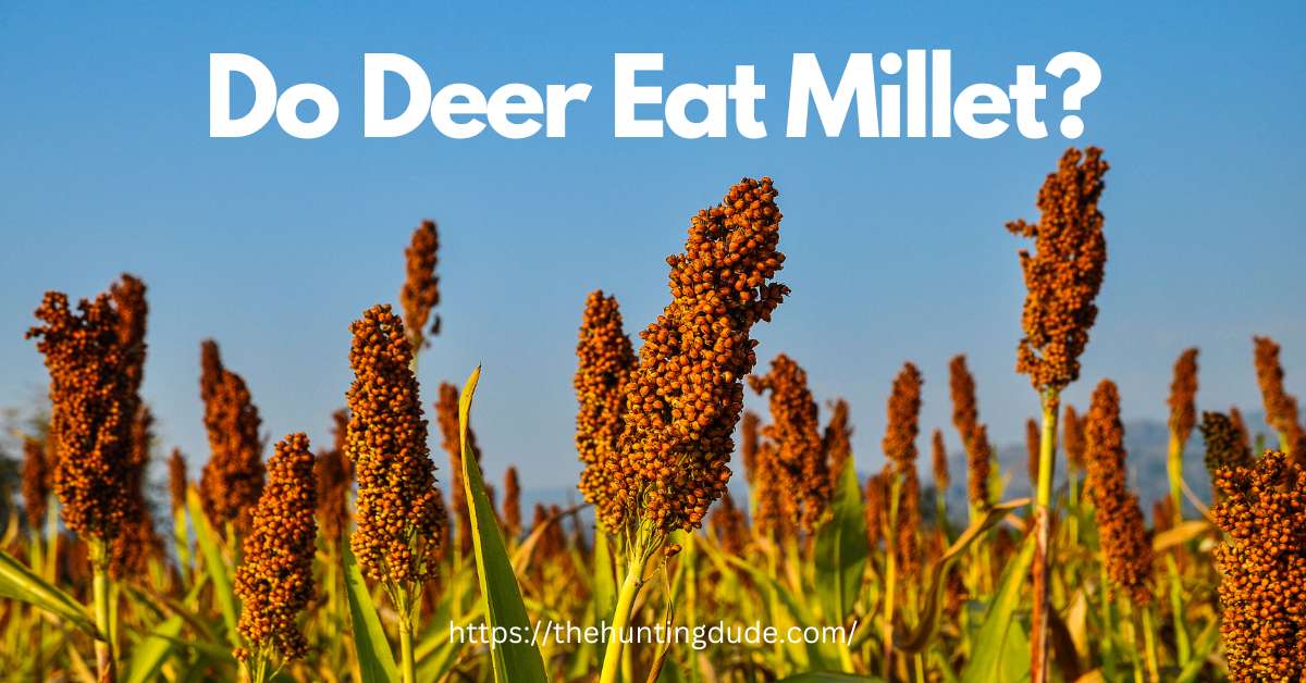 Do-Deer-Eat-Millet