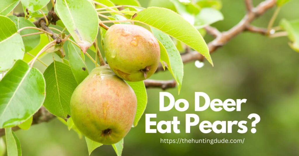 Do Deer Eat Pears? Varieties of Pear Deer Like THE HUNTING DUDE