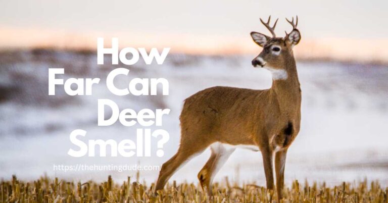 How Far Can Deer Smell? Some Amazing Facts About Deer Superpowers - THE ...