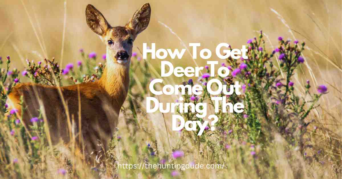 How To Get Deer To Come Out During The Day