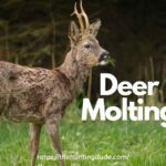 Deer Molting