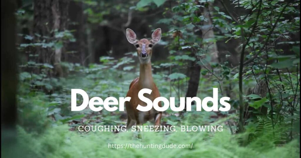 Discovering Deer Sounds Sneezing, Coughing, and Blowing THE HUNTING DUDE