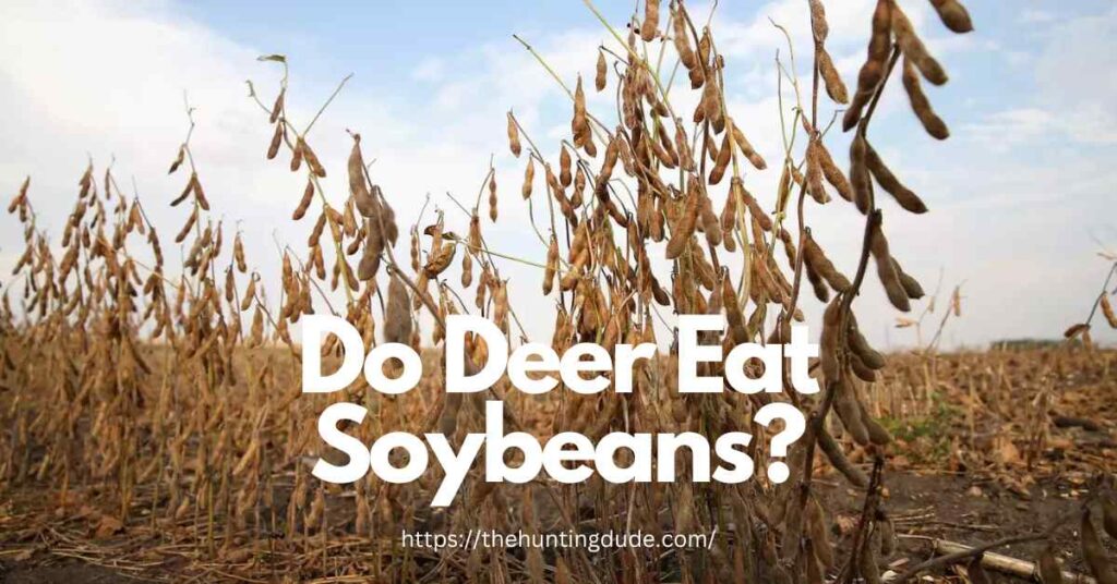 Do Deer Eat Soybeans? How Healthy Are Roasted Soybeans For Deer