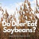 Do Deer Eat Soybeans