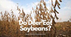 Do Deer Eat Soybeans