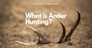 What Is Antler Hunting